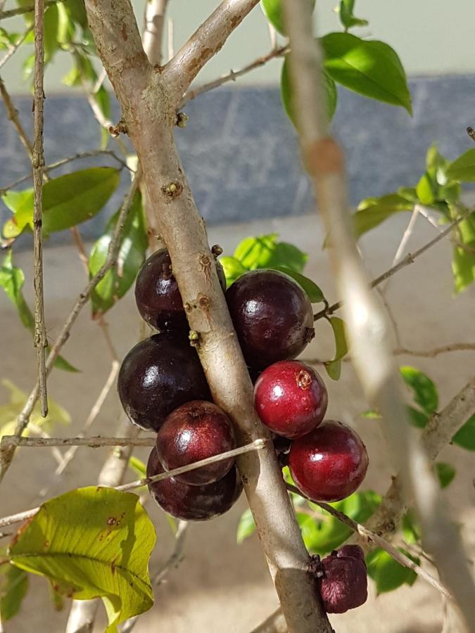 Aromas Da Terra Villa Gonçalves Esterno foto